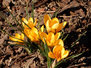 Kahverengi toprağın bulanık arka planında sarı yumuşak bahar timsahları ve geçen yılın yaprakları.