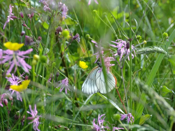 Weißer Schmetterling Auf Zarten Blumen Zerlumptes Rotkehlchen Auf Einem Verschwommenen — Stockfoto