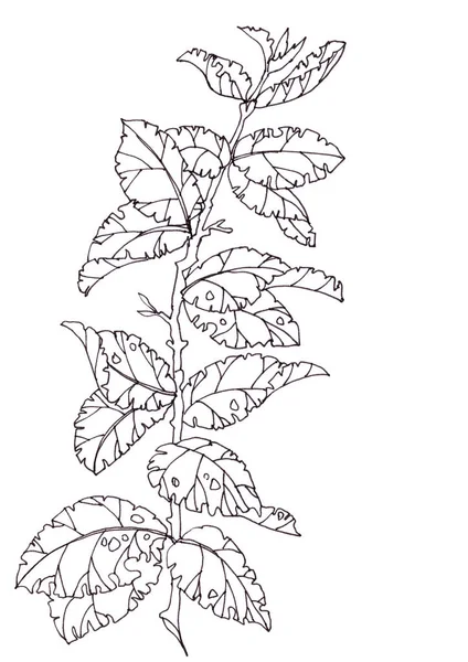 水彩画のスケッチ春の小枝白い背景に最初の葉 — ストック写真