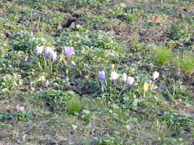 Bahar parkının bulanık arka planında çimenler arasında çok renkli timsahlar