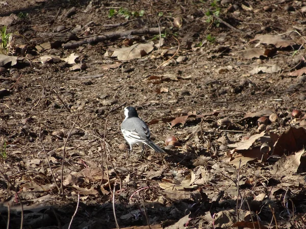 Gris Poco Ágil Wagtail Tierra Primavera Oscuro Fondo Borroso —  Fotos de Stock