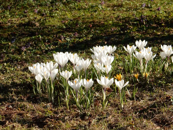 Zarte Frühlingskrokusse Inmitten Von Gras Auf Verschwommenem Hintergrund Des Frühlingsparks — Stockfoto