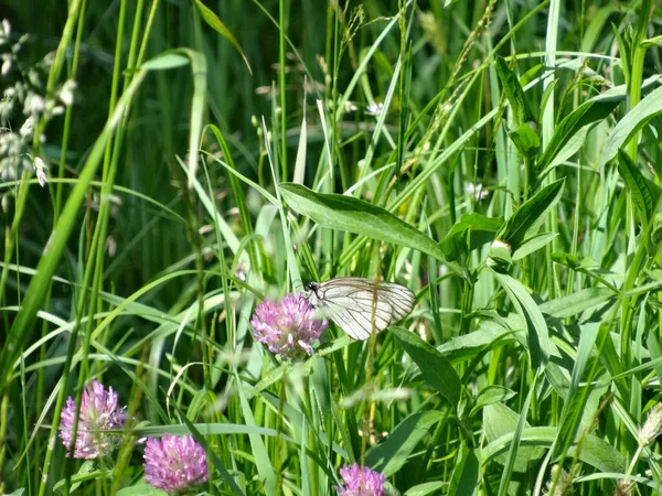 Bílí Motýli Jetelové Květy Mezi Loukami Trávy Rozmazaném Pozadí — Stock fotografie
