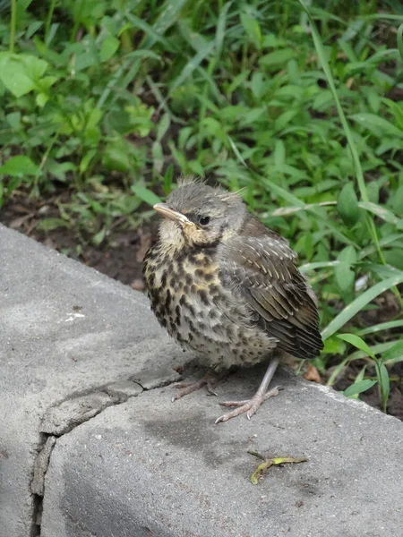 Polluelo Joven Tordo Fieldfare Sienta Borde Hormigón Sobre Fondo Borroso —  Fotos de Stock