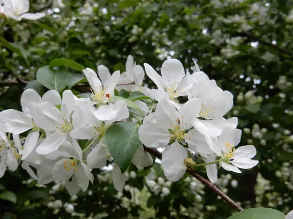 Άνοιξη Ανθίζοντας Λεπτή Λευκά Λουλούδια Αχλαδιές Ένα Θολό Φόντο Πάρκο — Φωτογραφία Αρχείου
