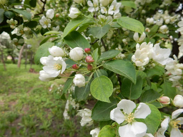 Primavera Fioritura Delicati Fiori Bianchi Meli Uno Sfondo Parco Sfocato — Foto Stock