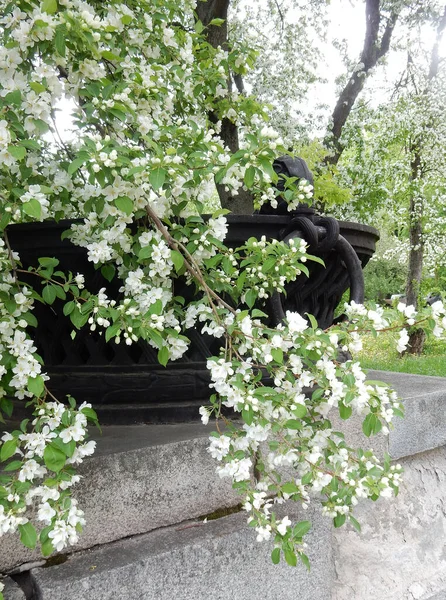 Άνοιξη Ανθίζοντας Λεπτή Λευκή Λουλούδια Αχλαδιά Ένα Φόντο Ενός Όμορφου — Φωτογραφία Αρχείου