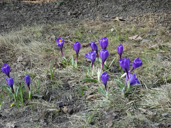 Zarte Frühling Lila Krokusse Zwischen Gras Auf Verschwommenem Frühlingshintergrund — Stockfoto