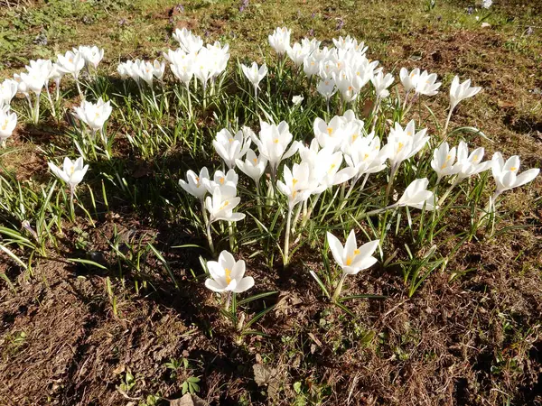 Zarte Frühlingshafte Weiße Krokusse Inmitten Von Gras Auf Einem Verschwommenen — Stockfoto