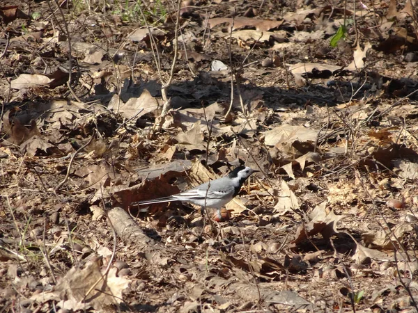 Gris Petit Agile Wagtail Printemps Terre Sur Fond Flou Jardin — Photo