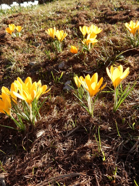 Zarte Frühling Gelbe Krokusse Zwischen Gras Auf Verschwommenem Hintergrund Des — Stockfoto