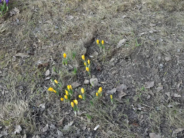Ніжні Весняні Жовті Крокуси Серед Трави Розмитому Тлі Весняного Саду — стокове фото