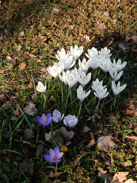 Tedere Lente Veelkleurige Krokussen Tussen Gras Wazige Achtergrond Van Lente — Stockfoto