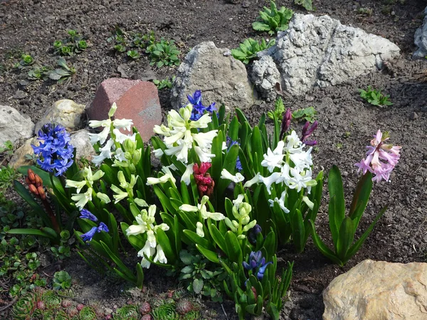 Frühling Bunte Hyazinthen Auf Dem Blumenbeet Auf Verschwommenem Hintergrund Des — Stockfoto