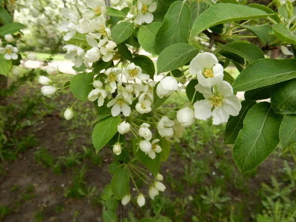 Весна Цветет Нежные Белые Цветы Груши Деревья Размытом Фоне Парка — стоковое фото