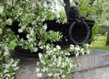 Bahar çiçekleri açan armut ağacı güzel bir dökme demir bahçe vazosunun arka planında