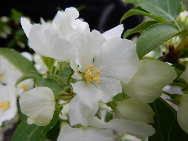 Primavera florescendo delicadas flores brancas árvores de pêra em um fundo turvo — Fotografia de Stock