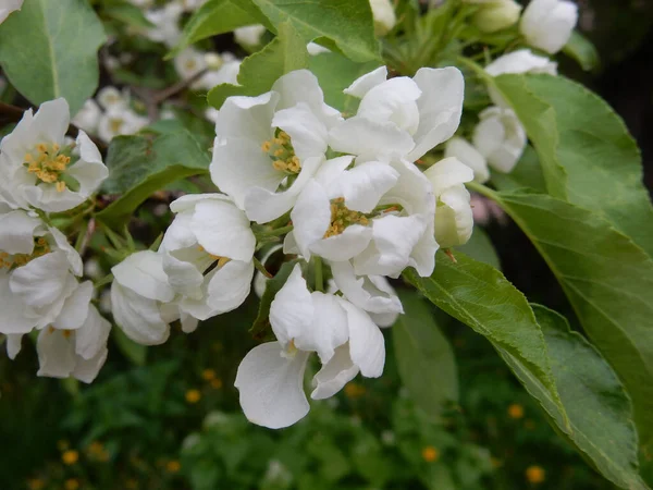 Flor de primavera delicadas flores blancas perales sobre un fondo borroso —  Fotos de Stock