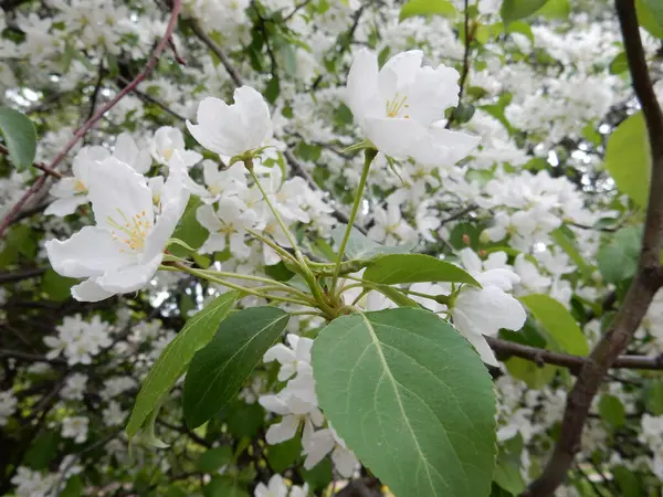 Wiosna kwitnące delikatne białe kwiaty gruszki drzewa na rozmytym tle — Zdjęcie stockowe