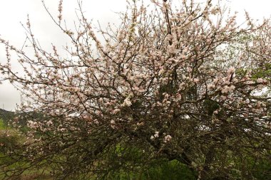 Bulanık arka planda, dağlarda pembe çiçek açan elma ağaçları.