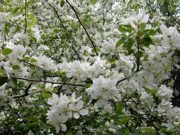 Wiosna Kwitnące Delikatne Białe Kwiaty Gruszki Drzewa Rozmytym Tle Parku — Zdjęcie stockowe
