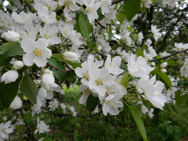 Άνοιξη Ανθίζοντας Λεπτή Λευκά Λουλούδια Αχλαδιές Ένα Θολό Φόντο Πάρκο — Φωτογραφία Αρχείου