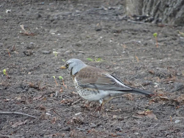 Thrush Fieldfare Início Primavera Passeios Chão Fundo Embaçado — Fotografia de Stock