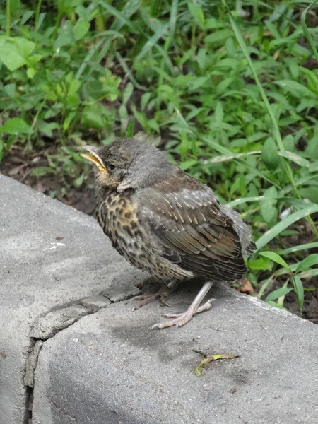 Young Chick Thrush Fieldfare Sits Concrete Border Blurry Background Spring — Stock Photo, Image