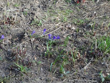 Bahar parkının bulanık arka planında çimlerin arasında narin mor timsahlar.