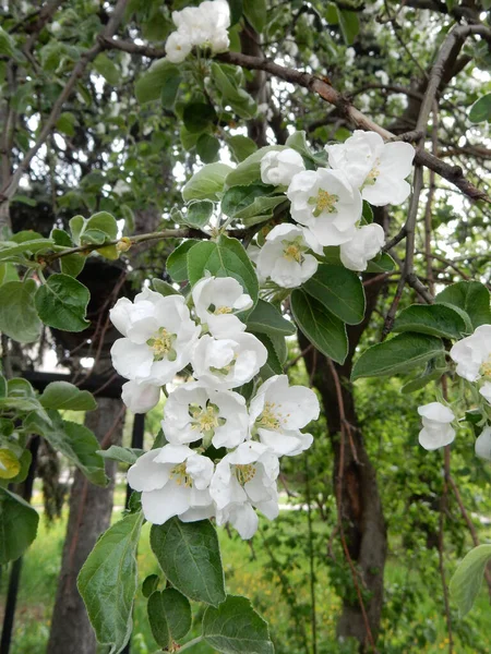 Primavera Florescendo Delicadas Flores Brancas Macieiras Fundo Parque Turvo — Fotografia de Stock