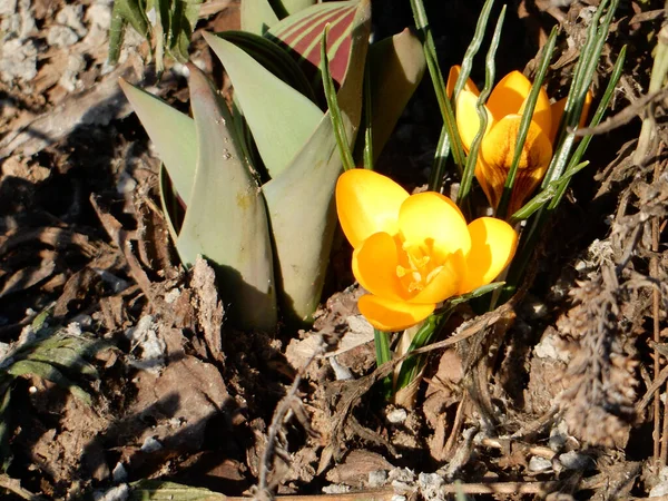 Yellow Tender Spring Crocuses Blurry Background Brown Soil Last Year — Stock Photo, Image