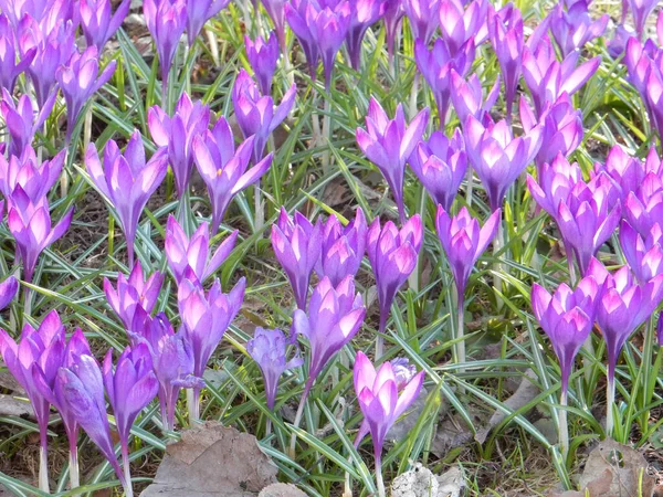 Нежные Весенние Фиолетовые Крокусы Среди Травы Размытом Фоне Весеннего Парка — стоковое фото