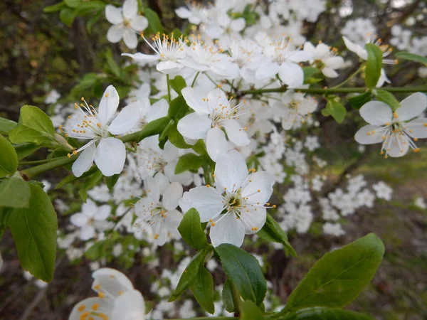 Kwitnąca Wiśnia Wiosna Rozmazanym Zielonym Tle Parku Wiosennego — Zdjęcie stockowe