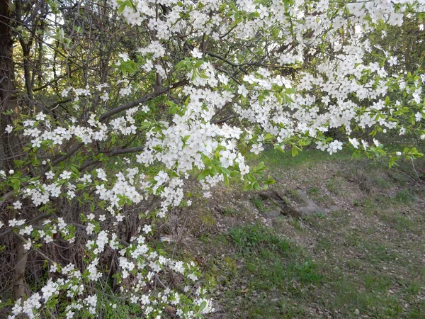 Bahar Parkının Bulanık Arka Planında Açan Bahar Kirazı — Stok fotoğraf