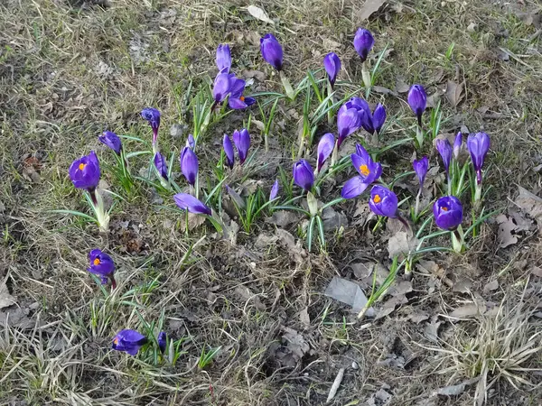 Zarte Frühling Lila Krokusse Zwischen Gras Auf Verschwommenem Hintergrund Des — Stockfoto