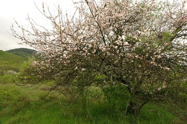 Zachte Roze Bloeiende Appelbomen Bergen Wazige Achtergrond Van Voorjaarspark — Stockfoto