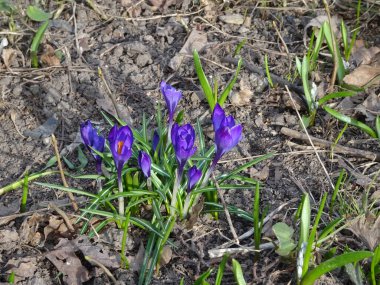 Bahar bahçesinin bulanık arka planında çimlerin arasında narin mor timsahlar.