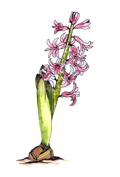 Akvarell Grafisk Färg Skiss Delikat Blommande Syren Och Rosa Hyacinter — Stockfoto