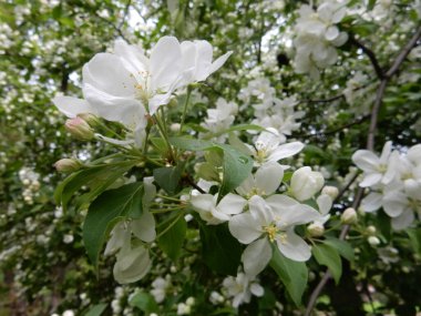 Bulanık bir park arka planında narin beyaz çiçekler açan armut ağaçları.