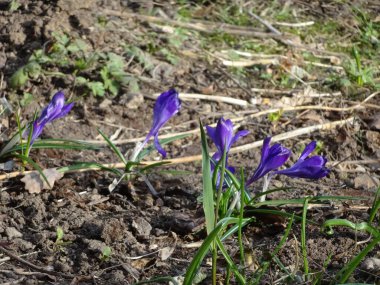 Bahar bahçesinin bulanık arka planında çimlerin arasında narin mor timsahlar.