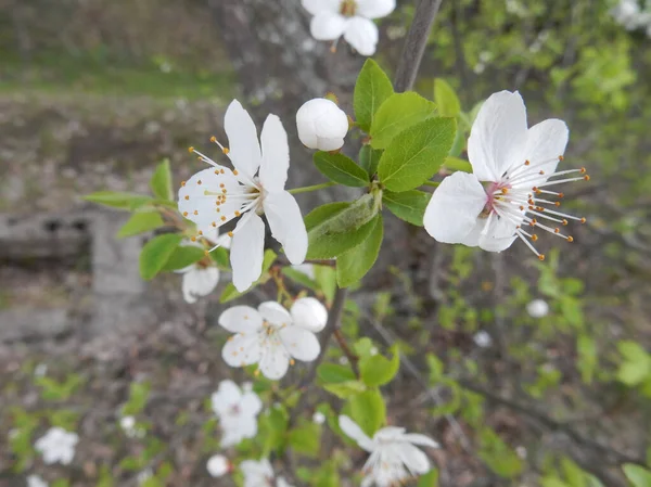 Cerise Printemps Fleurs Sur Fond Aon Flou Jardin Printemps — Photo