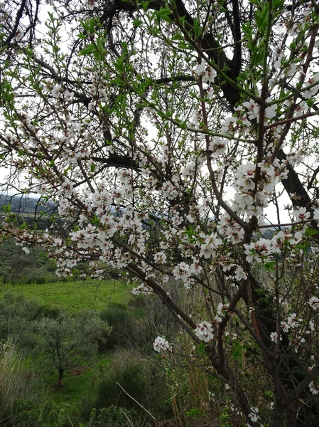 Amêndoas Primavera Florescendo Fundo Borrado Parque Mola Vale Montanha — Fotografia de Stock