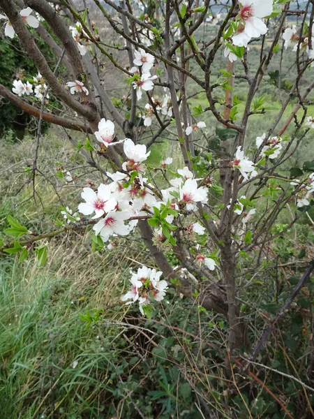 Bahar Parkının Dağ Vadisinin Bulanık Arka Planında Çiçek Açan Bademler — Stok fotoğraf
