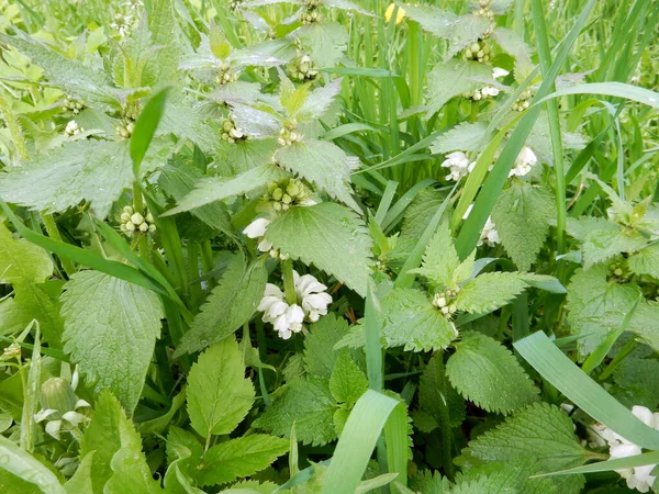Bulanık Bir Arka Planda Yumuşak Tüylü Çiçekler Açan Beyaz Başmelek — Stok fotoğraf