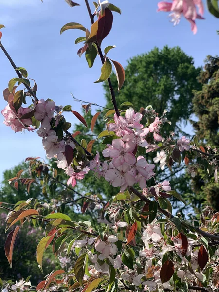 在模糊的春绿背景上装饰着的苹果树的淡淡的淡红色花香 — 图库照片