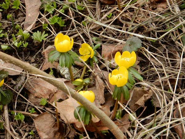 Frühling Leuchtend Gelb Fröhlich Frühling Eranthis Winter Aconite Auf Einem — Stockfoto