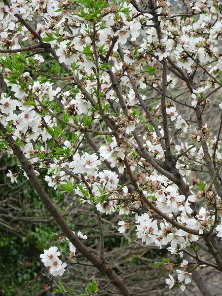 Floraison Amandes Printemps Sur Fond Flou Parc Printemps — Photo