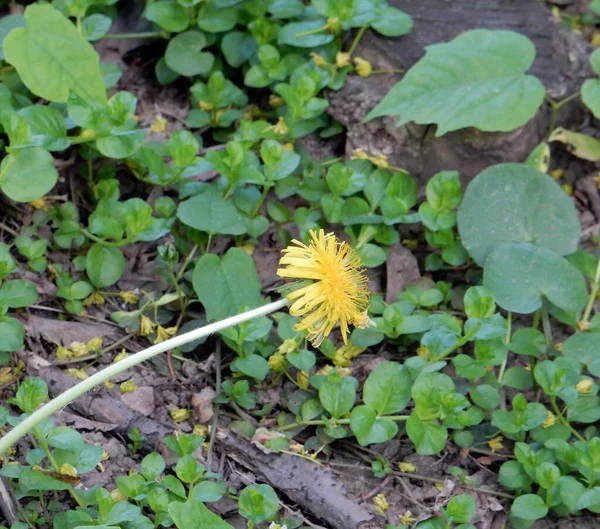 Pissenlit Brillant Jaune Printemps Sur Fond Vert Brun Flou — Photo