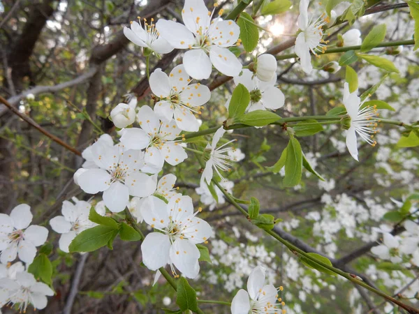 Kwitnąca Wiśnia Wiosna Rozmazanym Zielonym Tle Wiosennego Ogrodu — Zdjęcie stockowe