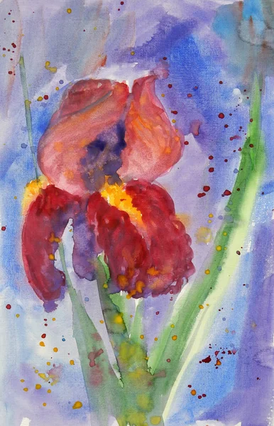 Iris Rojo Frambuesa Borgoña Sobre Fondo Azul Dibujo Acuarela —  Fotos de Stock